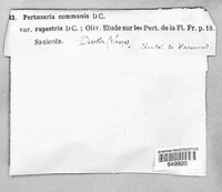 Pertusaria pertusa image